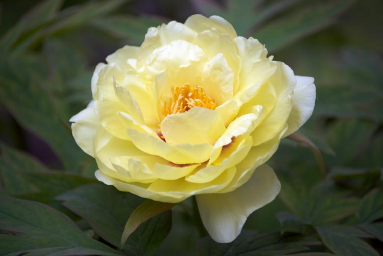 Free stock image of Yellow Tree Peony created by Iris Liu