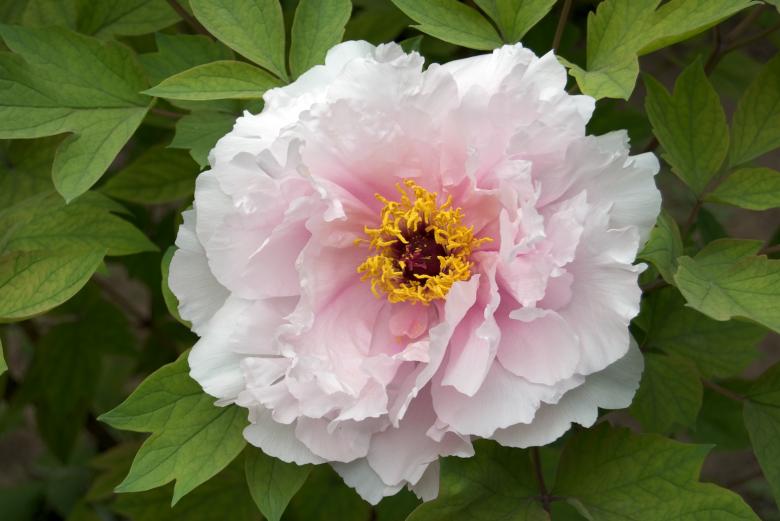 Free stock image of Tree Peony created by Iris Liu