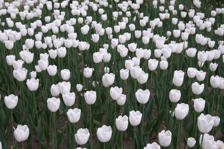 Free stock image of White Tulips created by Iris Liu