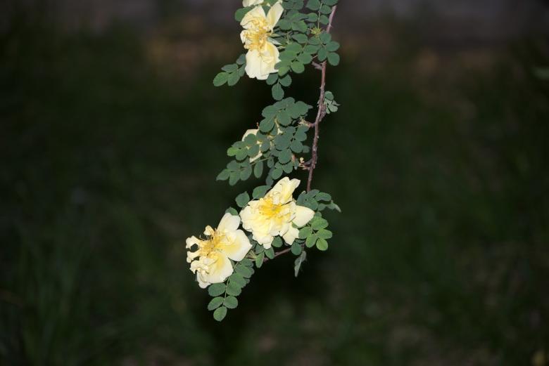 Free stock image of Flowers created by Iris Liu