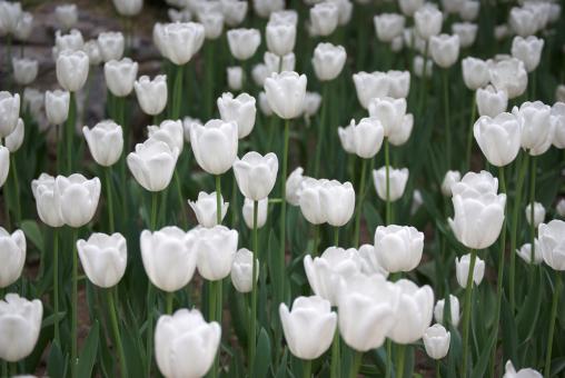 White Tulips - Free Stock Photo