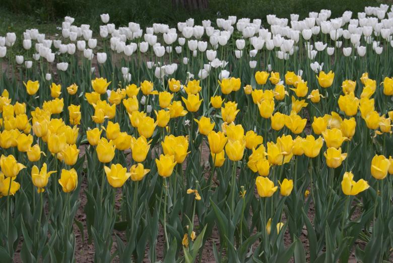 Free stock image of White and yellow tulips created by Iris Liu