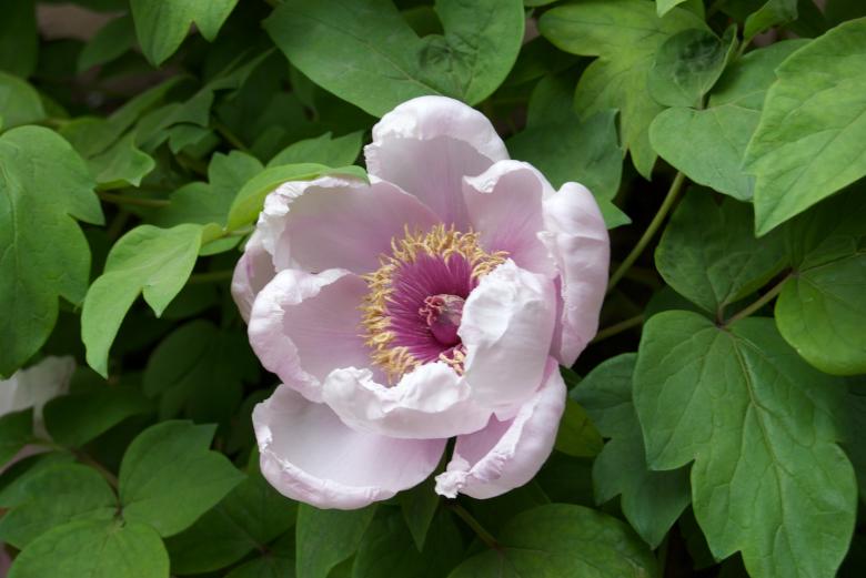 Free stock image of Pink Tree Peony created by Iris Liu