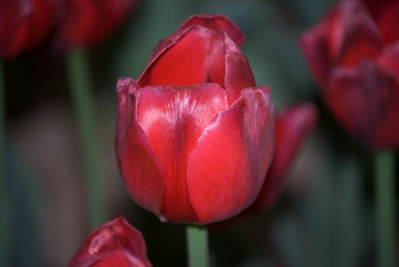 Free stock image of Red Tulip created by Iris Liu
