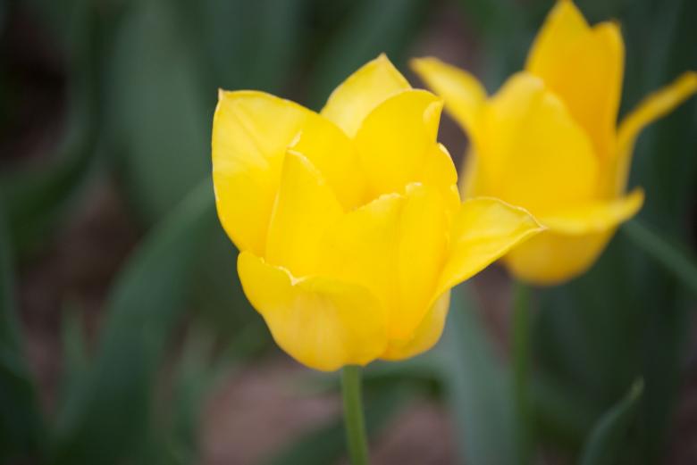 Free stock image of Yellow Tulips created by Iris Liu