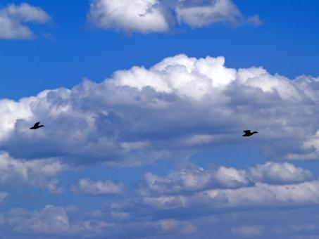 Free Stock Photo of Cloud scene