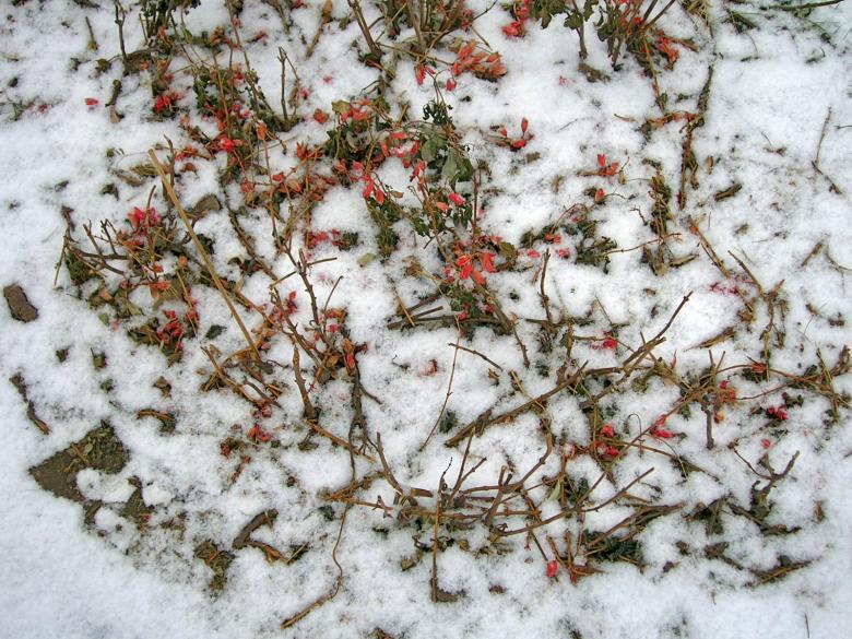Free stock image of Snow created by Iris Liu