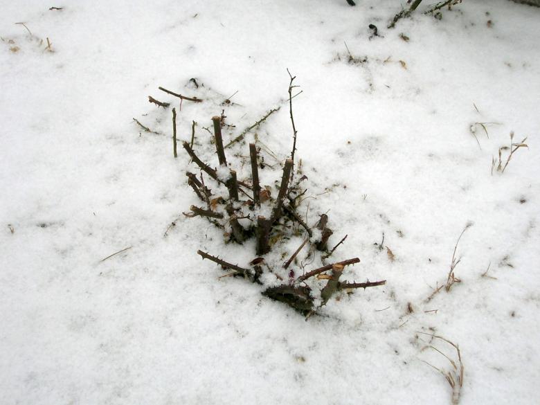 Free stock image of Snow created by Iris Liu