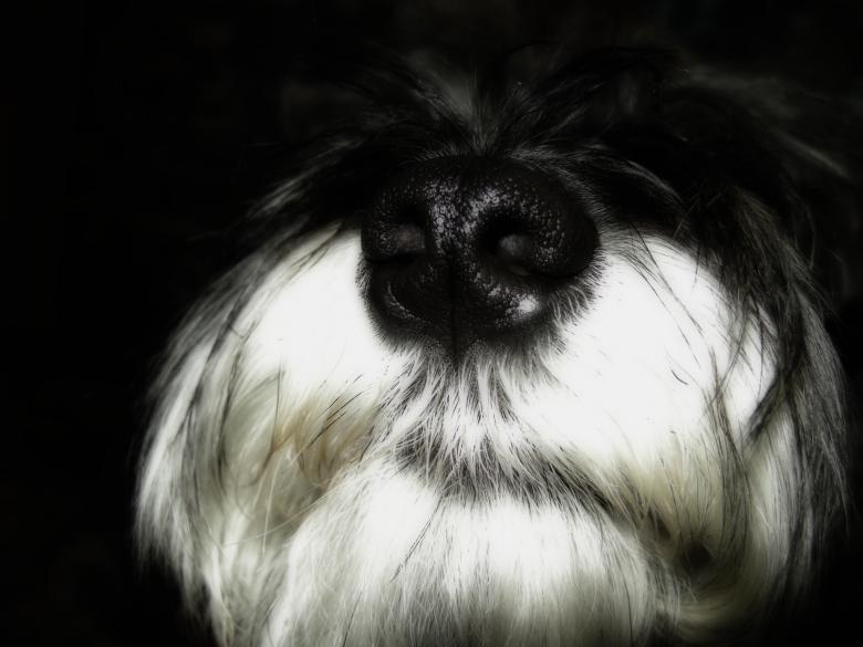 Free stock image of Miniature schnauzer created by Iris Liu