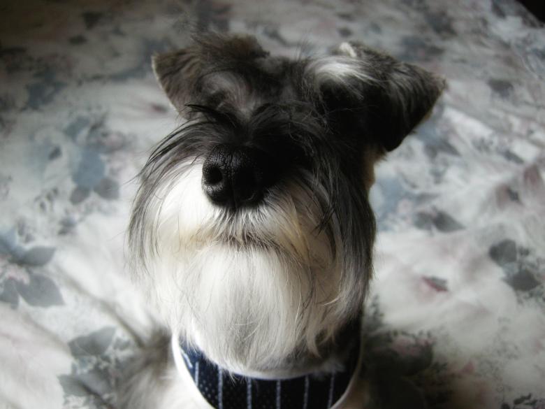 Free stock image of Miniature schnauzer created by Iris Liu