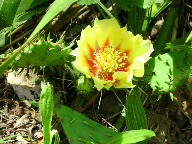 Free stock image of Wild Cactus created by Lokigrl616