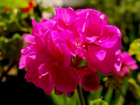 Pink Flowers - Free Stock Photo