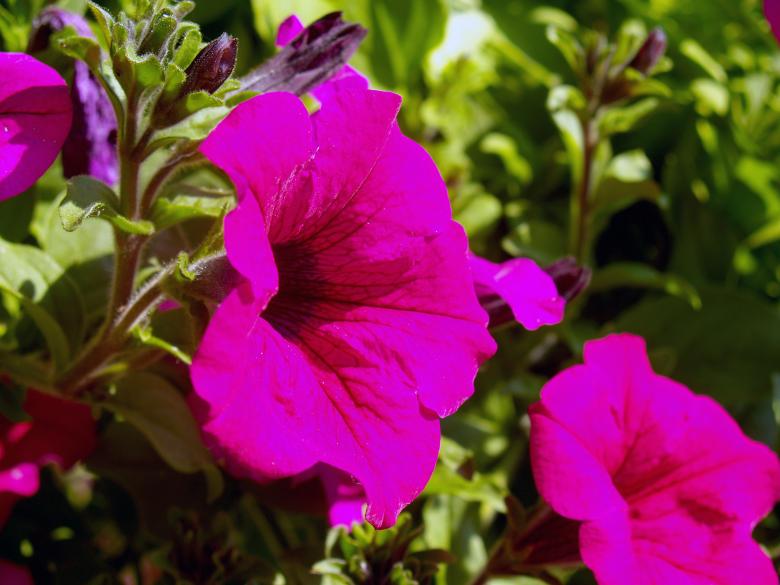 Free stock image of Pink Flowers created by Alen
