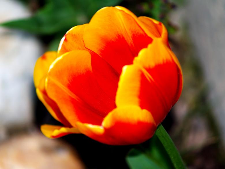 Free stock image of Orange Flower created by Alen
