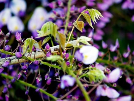 Free Stock Photo of Purple Flowers