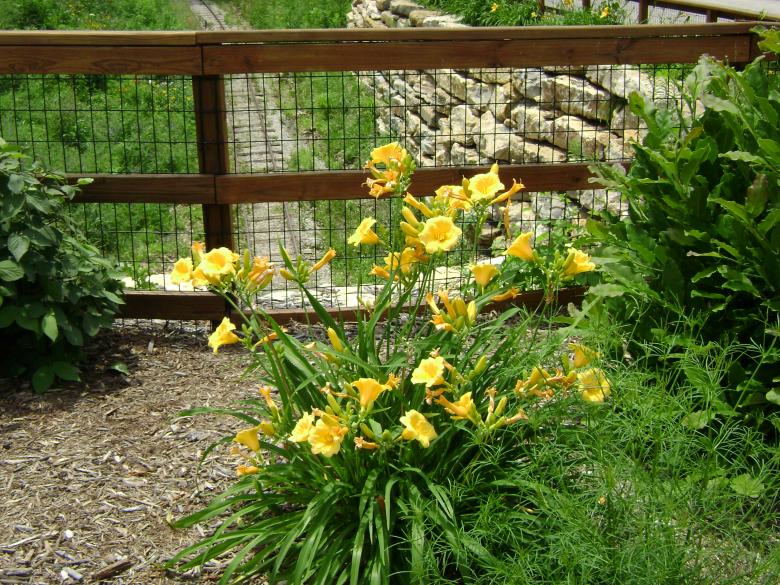 Free stock image of Wildflowers created by Lokigrl616