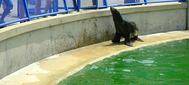 Free stock image of Seal Feeding Time created by Lokigrl616