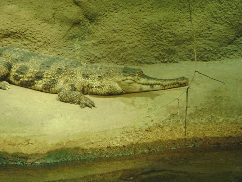 Free stock image of Gator created by Lokigrl616