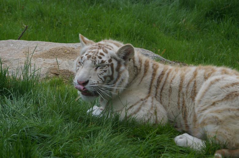 Free stock image of White tiger created by frhuynh