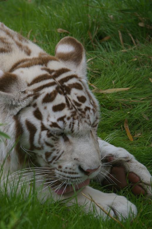 Free stock image of White tiger created by frhuynh