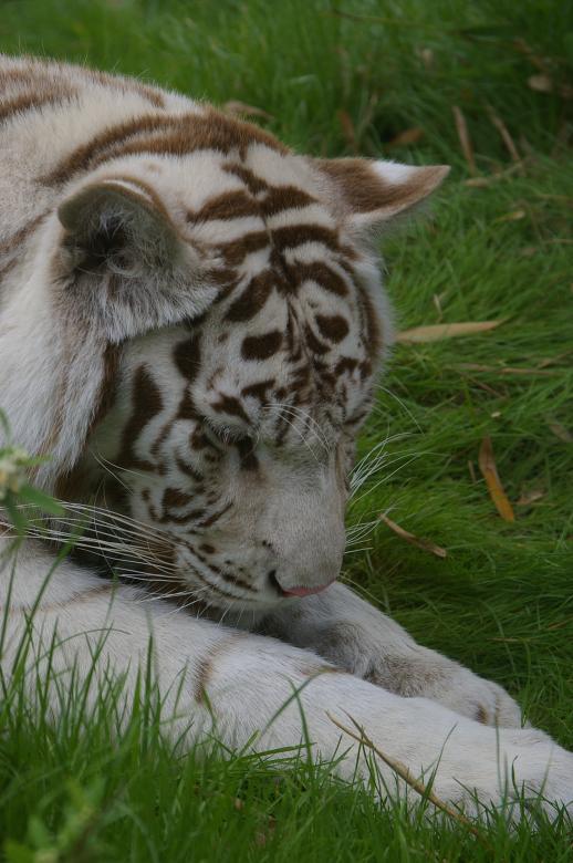 Free stock image of White tiger created by frhuynh