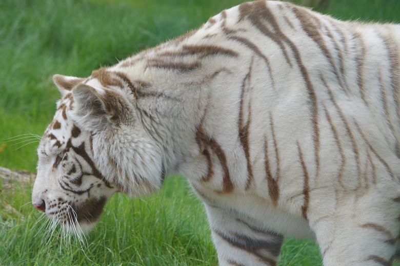 Free stock image of White tiger created by frhuynh