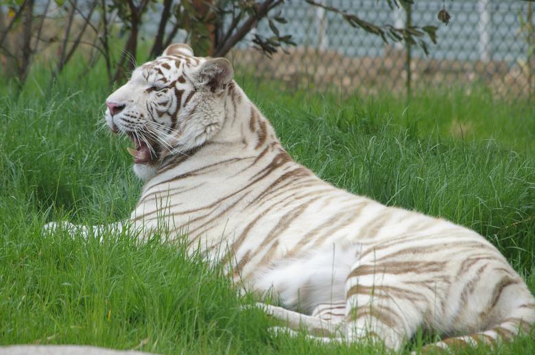 Free stock image of White tiger created by frhuynh