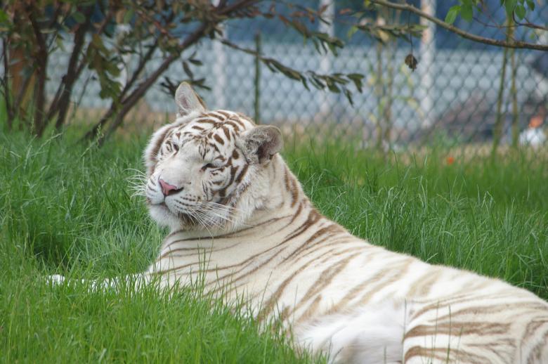 Free stock image of White tiger created by frhuynh