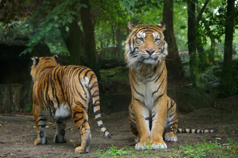 Free stock image of Tigers created by frhuynh