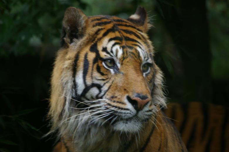 Free stock image of Tiger created by frhuynh