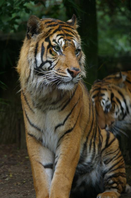 Free stock image of Tiger created by frhuynh
