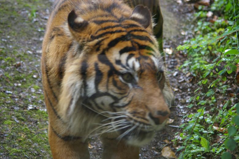 Free stock image of Tiger created by frhuynh