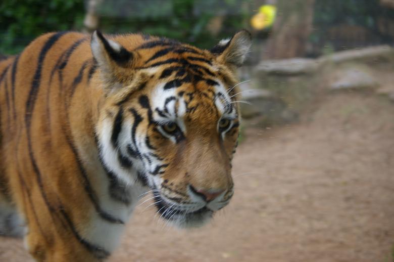 Free stock image of Tiger created by frhuynh