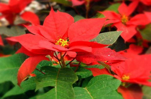 Flowers - Free Stock Photo