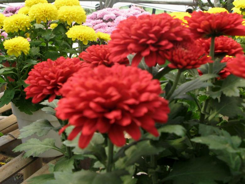 Free stock image of Flowers created by Didi Supardi