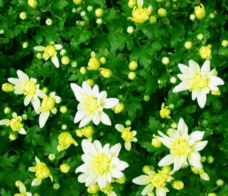 Free stock image of Flowers created by Didi Supardi