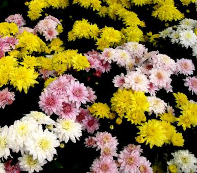 Flowers - Free Stock Photo