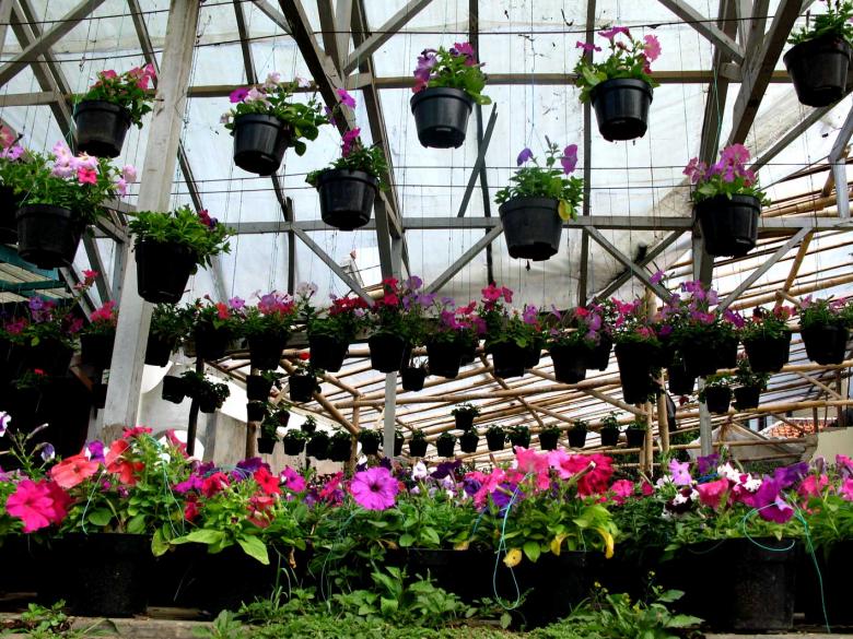 Free stock image of Flowers created by Didi Supardi