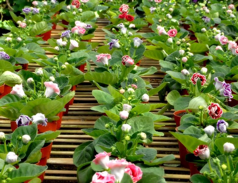 Free stock image of Flowers created by Didi Supardi