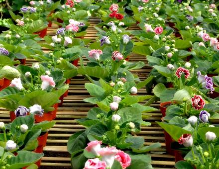 Flowers - Free Stock Photo