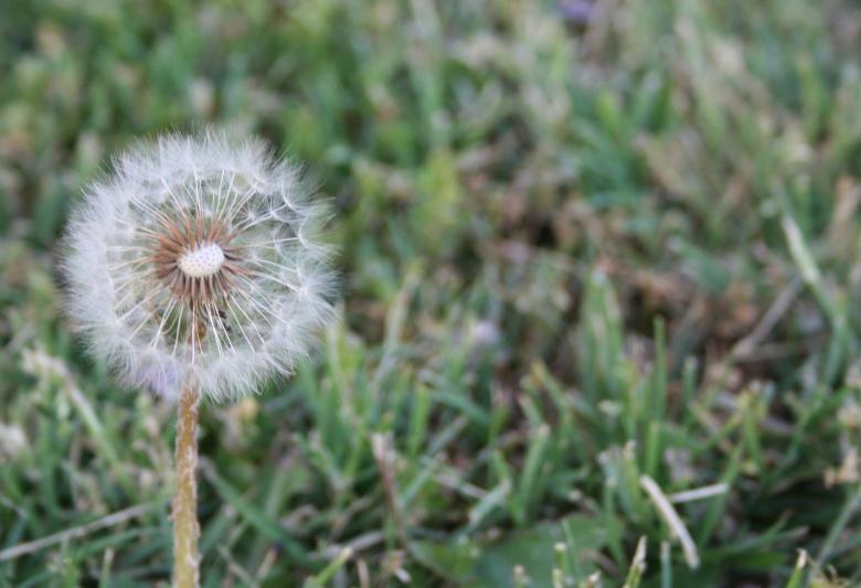 Free stock image of Dandelion created by Jessica Moreno