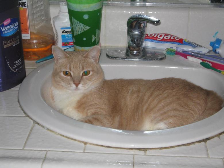 Free stock image of Cat in the sink created by Jessica Moreno