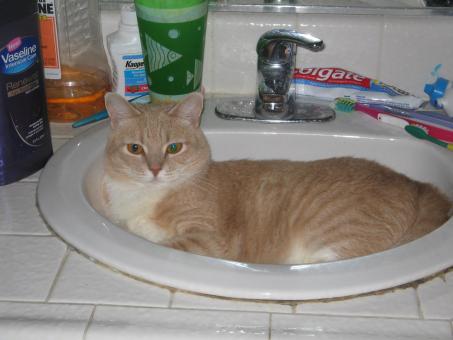 Cat in the sink - Free Stock Photo