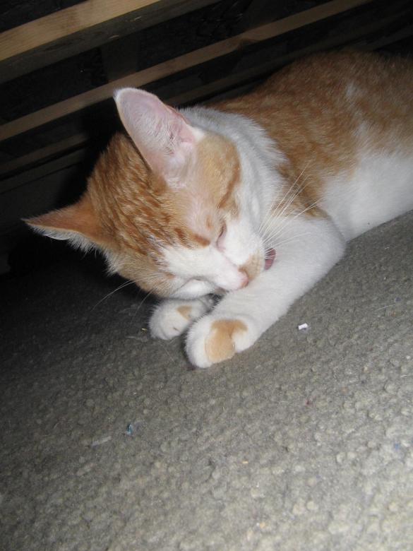 Free stock image of Orange kitten created by Jessica Moreno