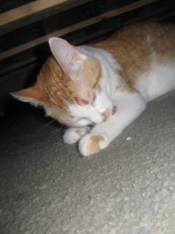 Orange kitten - Free Stock Photo