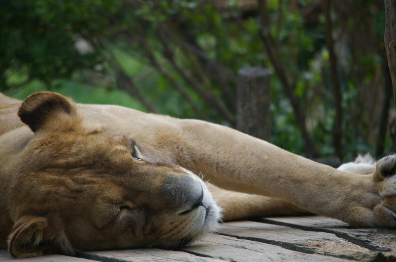 Free stock image of Lioness created by frhuynh