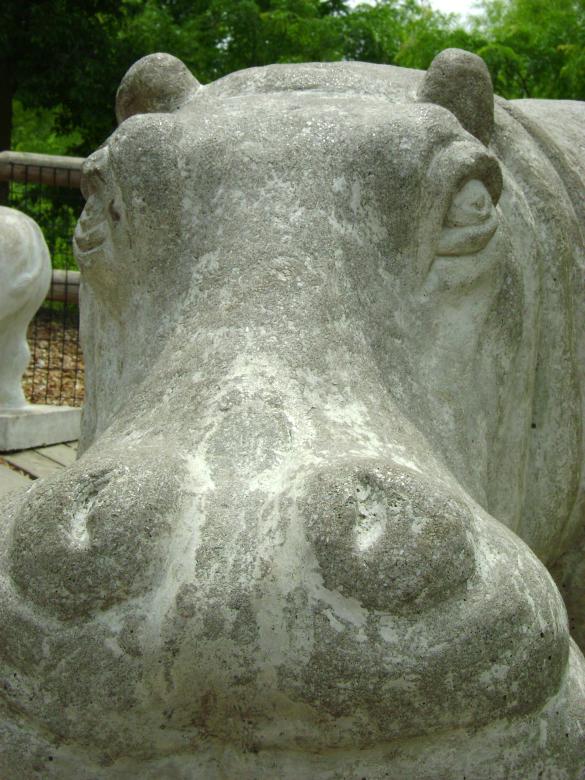 Free stock image of Hippo up close created by Lokigrl616