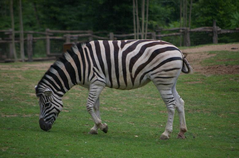 Free stock image of Zebra created by frhuynh