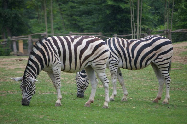 Free stock image of Zebras created by frhuynh
