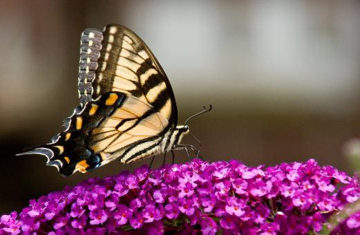 Free Stock Photo of Feeding Butterfly